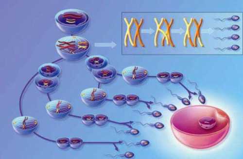 遵义医学院辅助生殖费用解析：借卵代生男孩与二代试管费用一览