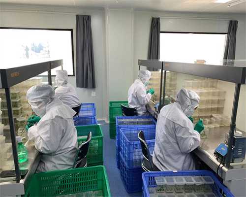 柬埔寨助孕双胞胎费用明细：代生中介成功率及流程解读